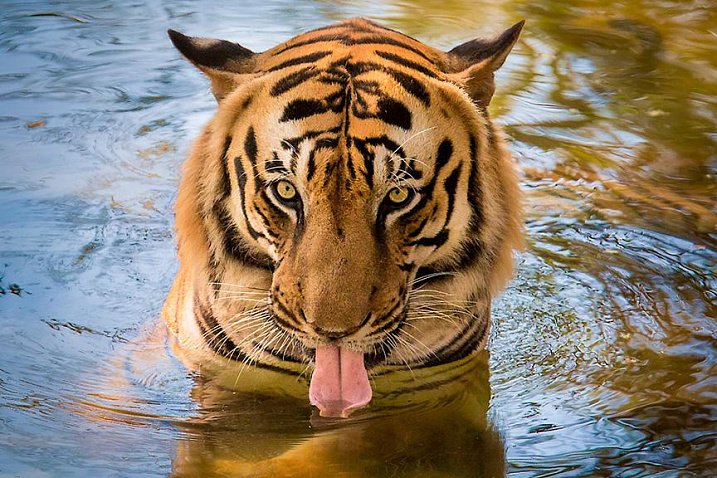 Старт продаж ноутбуков с процессорами Intel Tiger Lake назначен на 27 июля