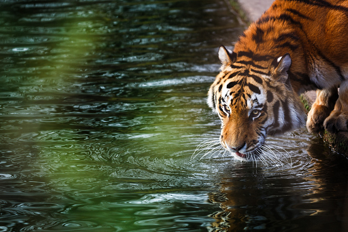 Подробности о процессорах Intel Tiger Lake и интегрированной графике Intel Xe