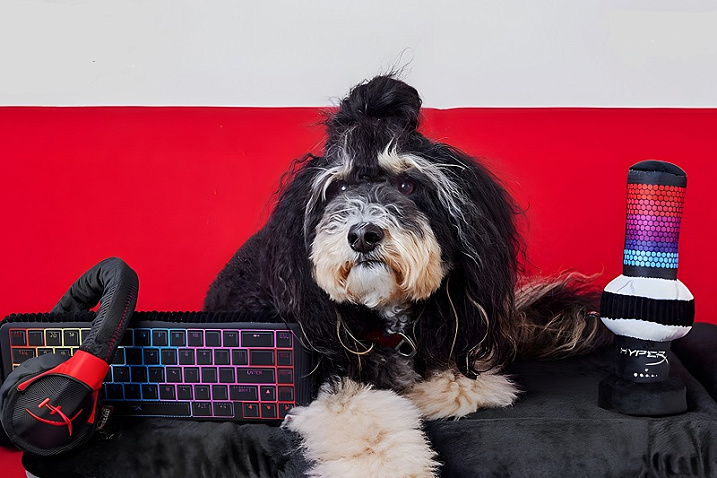 HyperX и PLAY объединились для создания игрушечной периферии для животных