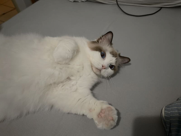 Кошка указала хозяину на плавление разъёма 12V-2x6 на видеокарте GeForce RTX 4090